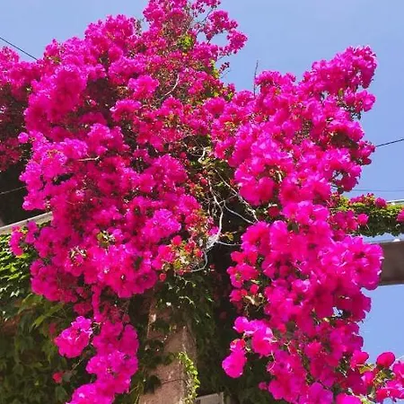 Spitaki Megali Ammos (Skiathos)